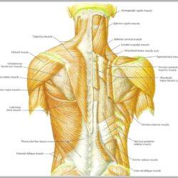 Muscles photodisc medioimages